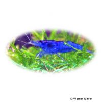 Garnele-Blue Velvet (Neocaridina sp. 'Blue Velvet')