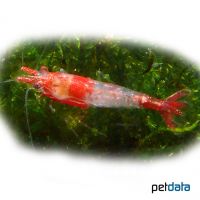 Garnele-Rili (Neocaridina sp. 'Rili')