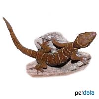 Gebänderter Gecko (Hemidactylus fasciatus)