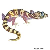 Gebänderter Krallengecko (Coleonyx variegatus)