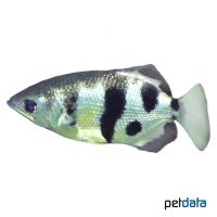 Gebänderter Schützenfisch (Toxotes jaculatrix)