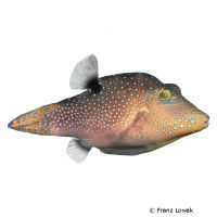Gefleckter Kugelfisch (Canthigaster solandri)