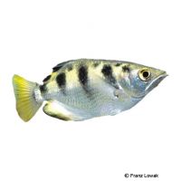 Gefleckter Schützenfisch (Toxotes chatareus)