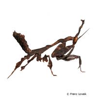 Geistermantis (Phyllocrania paradoxa)