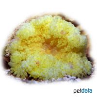 Gelbe Lederanemone (Heteractis crispa 'Yellow')