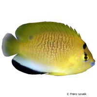 Gelber Dreipunkt-Kaiserfisch (Apolemichthys trimaculatus)