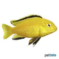 Gelber Labidochromis (Labidochromis caeruleus)