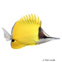 Gelber-Maskenpinzettfisch (Forcipiger flavissimus)