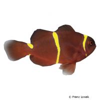 Gelber Samt-Anemonenfisch (Premnas biaculeatus)