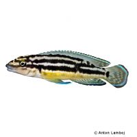 Gelber Schlankcichlide (Julidochromis ornatus)