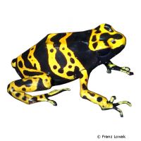 Gelbgebänderter Pfeilgiftfrosch (Dendrobates leucomelas)