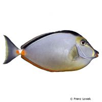 Gelbklingen-Nasendoktorfisch (Naso lituratus)