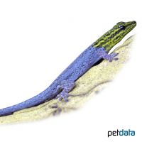 Gelbkopf-Zwerggecko (Lygodactylus picturatus)