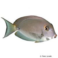 Gelbmasken-Doktorfisch (Acanthurus xanthopterus)