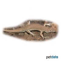 Gepunktete Fransenfingereidechse (Acanthodactylus scutellatus)