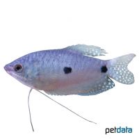 Gepunkteter Fadenfisch Blau (Trichopodus trichopterus 'Blau')