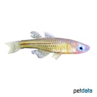 Gertruds Regenbogenfisch (Pseudomugil gertrudae)
