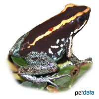 Gestreifter Blattsteiger (Phyllobates vittatus)