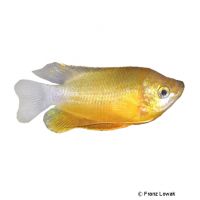 Gestreifter Fadenfisch Gold (Trichogaster fasciata 'Gold')