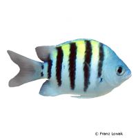 Gestreifter Riffbarsch (Abudefduf saxatilis)