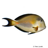 Gestreifter Rotmeer-Doktorfisch (Acanthurus sohal)