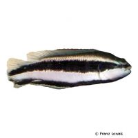 Gestreifter Zwergbarsch (Pseudochromis sankeyi)