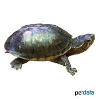 Gewöhnliche Moschusschildkröte (Sternotherus odoratus)