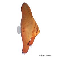 Gewöhnlicher Fledermausfisch (Platax orbicularis)