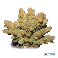 Geweihkoralle (SPS) (Acropora lovelli)