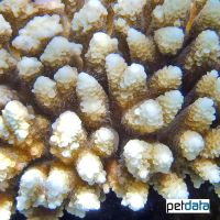 Geweihkoralle (SPS) (Acropora sp.)