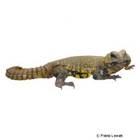 Geyrs Dornschwanzagame (Uromastyx geyri)