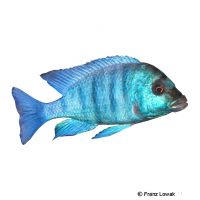 Gissels Malawibuntbarsch (Placidochromis phenochilus 'Gissel')