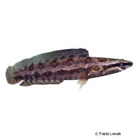 Glänzender Schlangenkopffisch (Channa lucius)