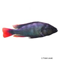 Glühkohlen-Maulbrüter (Haplochromis nubilus)