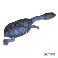 Glattrücken-Schlangenhalsschildkröte (Chelodina longicollis)