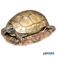 Glattrand-Gelenkschildkröte (Kinixys belliana)