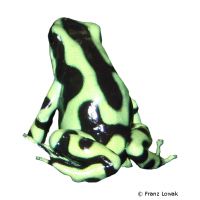 Goldbaumsteiger (Dendrobates auratus)