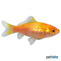 Goldfisch Gelb (Carassius auratus)