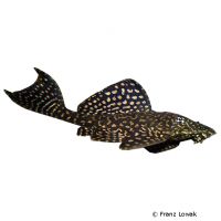 Goldflecken-Segelschilderwels (Pterygoplichthys joselimaianus)