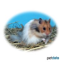 Goldhamster Angora-dreifarbig (Mesocricetus auratus 'Angora-dreifarbig')