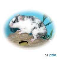 Goldhamster Dalmatiner (Mesocricetus auratus 'Dalmatiner')