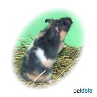 Goldhamster Dreifarbig (Mesocricetus auratus 'Dreifarbig')