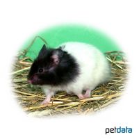 Goldhamster Panda (Mesocricetus auratus 'Panda')