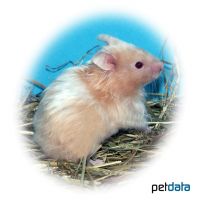 Goldhamster Satin-Angora (Mesocricetus auratus 'Satin-Angora')