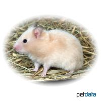 Goldhamster Satin (Mesocricetus auratus 'Satin')