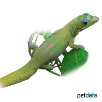 Goldstaub-Taggecko (Phelsuma laticauda)