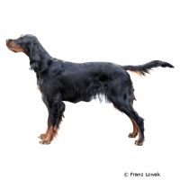 Gordon Setter ()