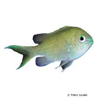 Grünes Schwalbenschwänzchen (Chromis viridis)