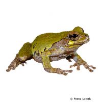 Grauer Laubfrosch (Hyla versicolor)