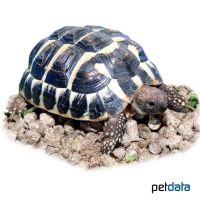 Griechische Landschildkröte (Testudo hermanni hermanni)